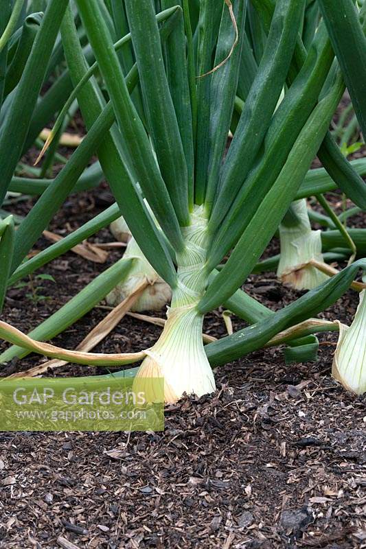 Allium capa - Onion 'Ailsa craig'