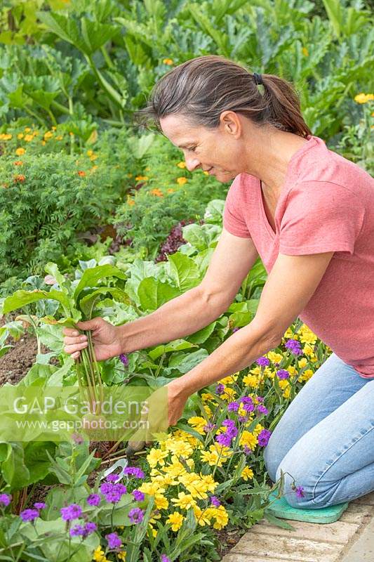 Woman harvesting Beetroot 'Barbabietola di Chioggia' in vegetable garden. 
