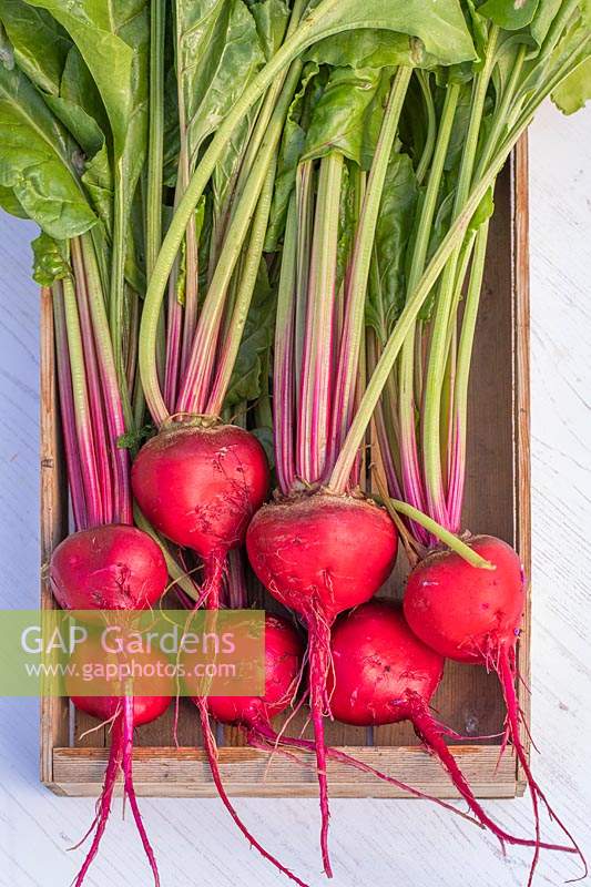 Newly harvested and washed Beetroot Barbabietola di Chioggia in a wooden box