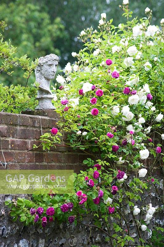 Statue of man's face and head on brick wall, with flowering climbing roses. 
