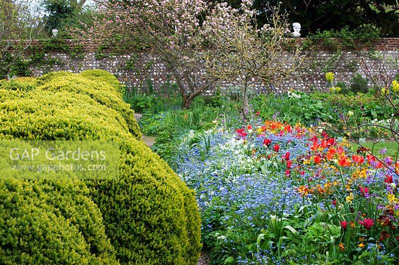 Spring-flowering perennials, blossoming trees and topiary hedge at Charleston, East Sussex.