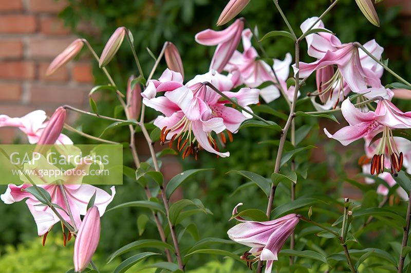 Lilium 'Anastasia' - Tree, or Skyscraper Lilies 