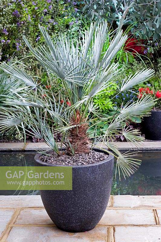 Chamaerops humilis 'Argentea' in large container. 