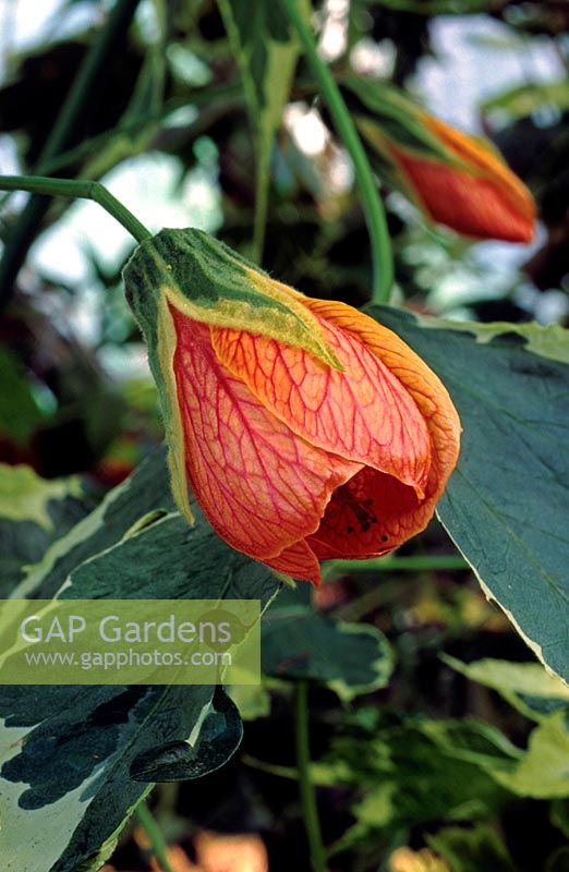 Abutilon