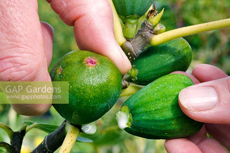 Person thinning out fig fruits - Ficus carica
