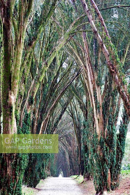 Avenue of Taxus baccata - Yew - at Tregrehan Garden, Cornwall, UK. 