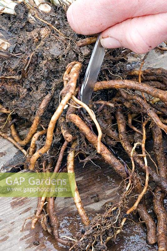 Cutting suitable roots off Papaver orientale - Oriental poppy - for root cuttings. 