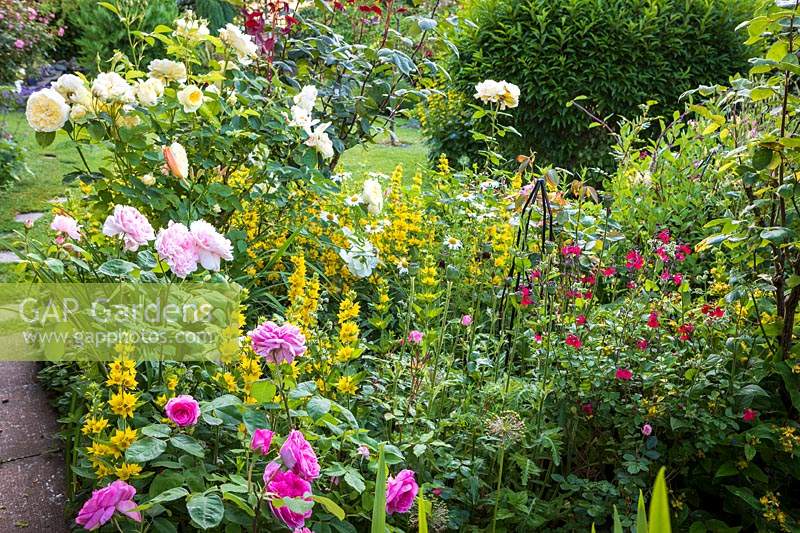 Informal border with roses and Lysimachia punctata, Little Friars Garden, Battle, Sussex, UK. 