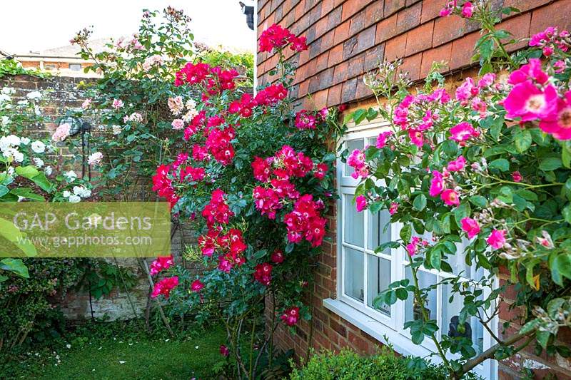 Rosa - Roses growing around window at Little Friars Garden, Battle, Sussex, UK. 