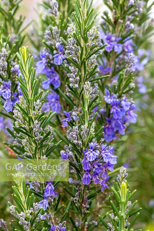 Rosmarinus officinalis 'Jekka Blue' - Rosemary 'Jekka Blue'