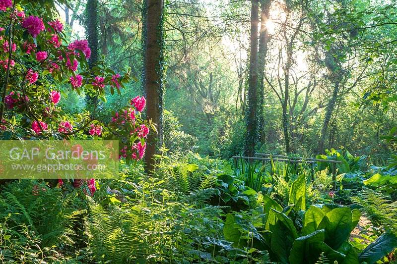Woodland garden with Rhododendrons and Lysichiton americanus - Skunk Cabbage. Lewis Cottage Garden, Devon, UK. 