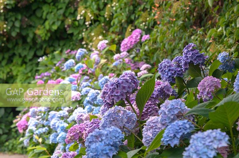 Hydrangea macrophylla 'Nikko Blue' - French Hydrangea 'Nikko Blue' bushes along pathway in garden.
