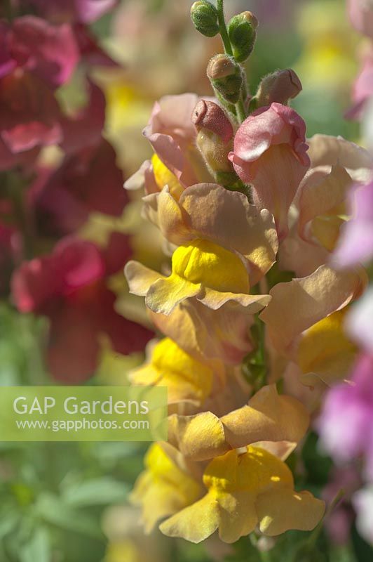 Antirrhinum Majus - Snapdragon 