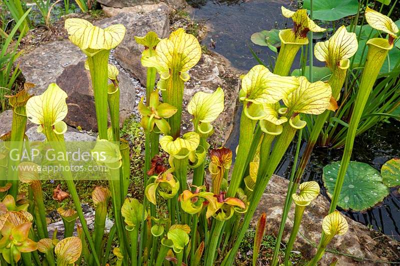 Sarracenia x moorei 'Brooks's Hybrid' - Pitcher plant 'Brooks's Hybrid'