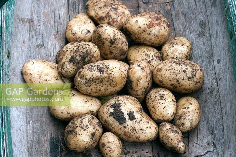 Harvested second early Potato 'Royal Kidney'