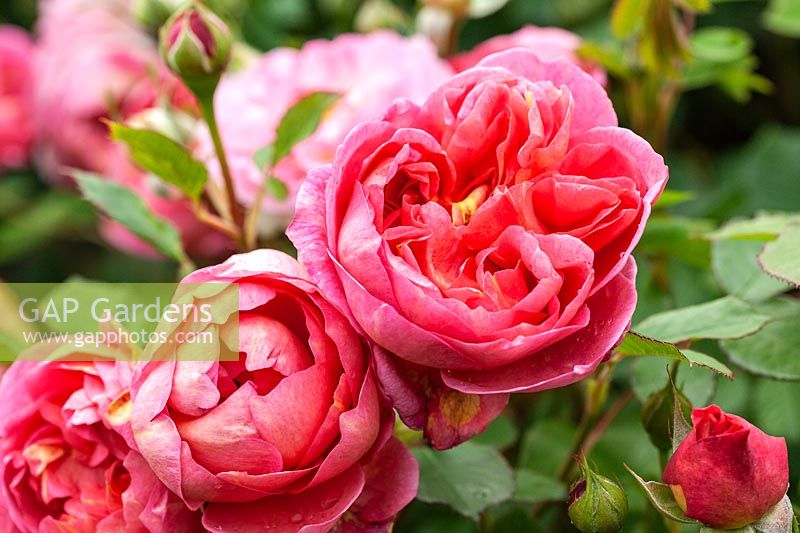 Rosa 'Boscobel' - 'Auscousin'