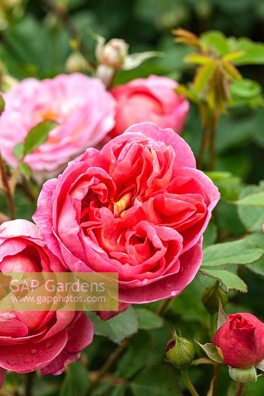 Rosa 'Boscobel' - 'Auscousin'