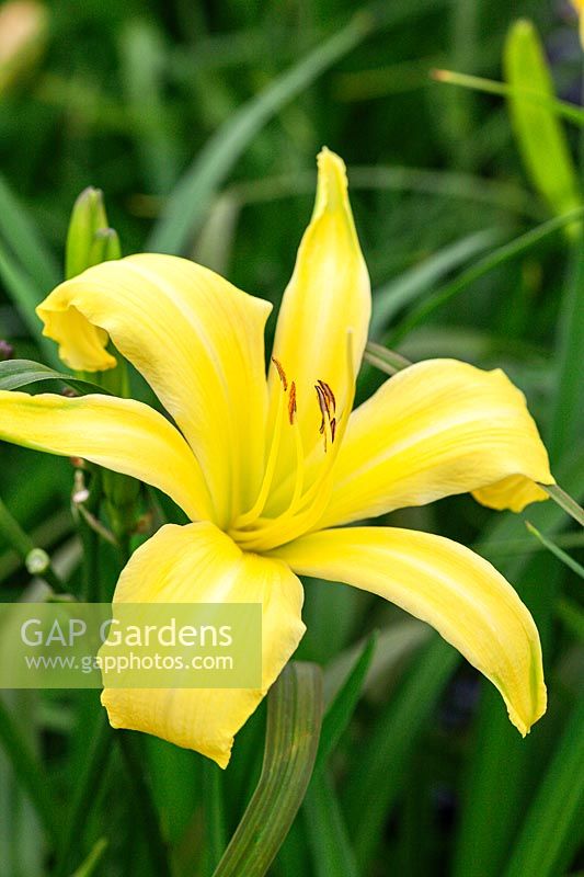 Hemerocallis 'Boney Maroney'