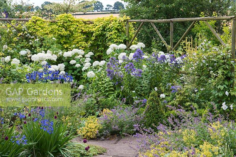 Planting combination of Hydrangea arborescens 'Annabelle' with blue phlox, agapanthus and catmint. Behind, golden hop scrambles over rustic screen.