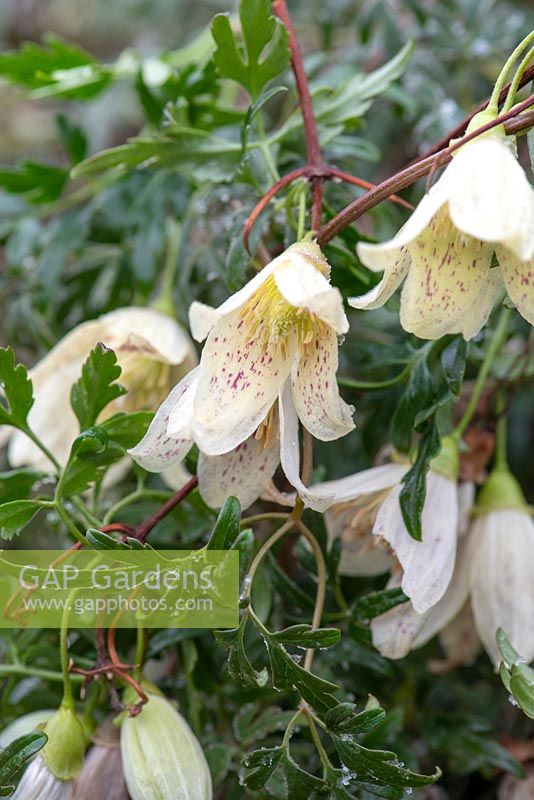 Clematis cirrhosa var. balearica - a winter flowering climber producing scented cream flowers with maroon freckles