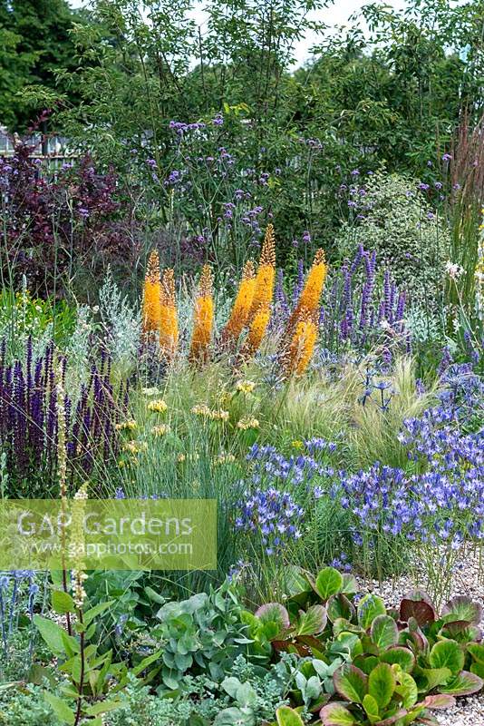 A drought tolerant gravel garden featuring a range of plants adapted to cope with dry spells. Beth Chatto: The Drought Resistant Garden, designed by David Ward, RHS Hampton Court Garden Palace Show, 2019.

