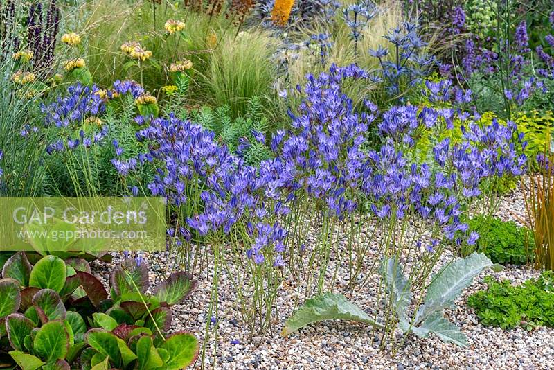 A gravel garden with blue flowered Triteleia laxa. The Drought Resistant Garden, designed by David Ward, RHS Hampton Court Garden Palace Show, 2019.

