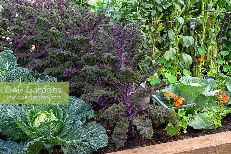 Kale 'Kalibos' growing between cabbages 'Serpentine' and 'Red Jewel.