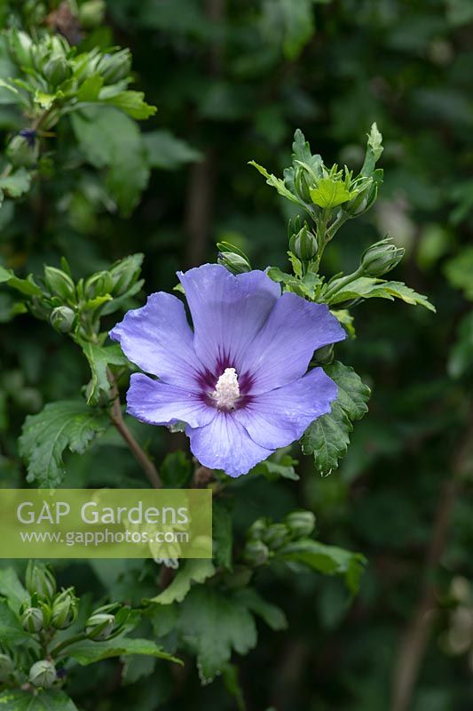 Hibiscus syriacus 'Oiseau Bleu' - Rose of Sharon 'Oiseau Bleu'