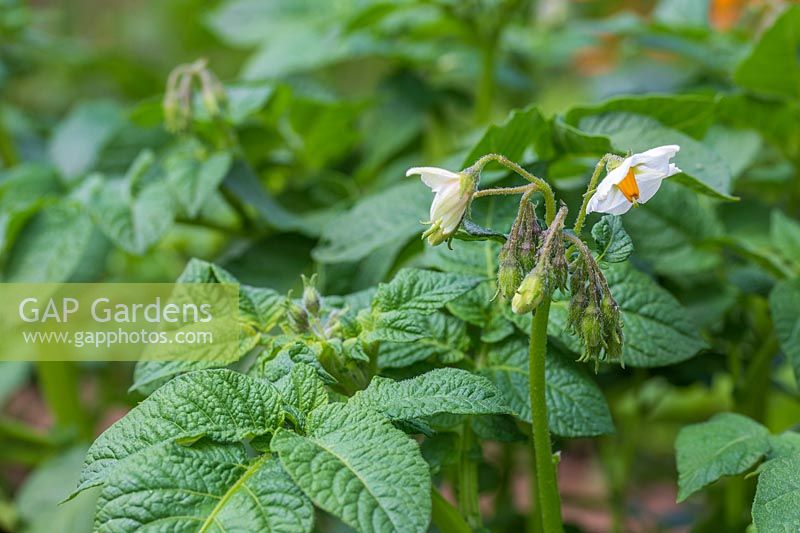 Solanum tuberosum 'Ulster Prince' - Potato 'Ulster Prince'