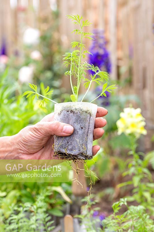 Woman holding biodegradable pots with Nigella seedling. 