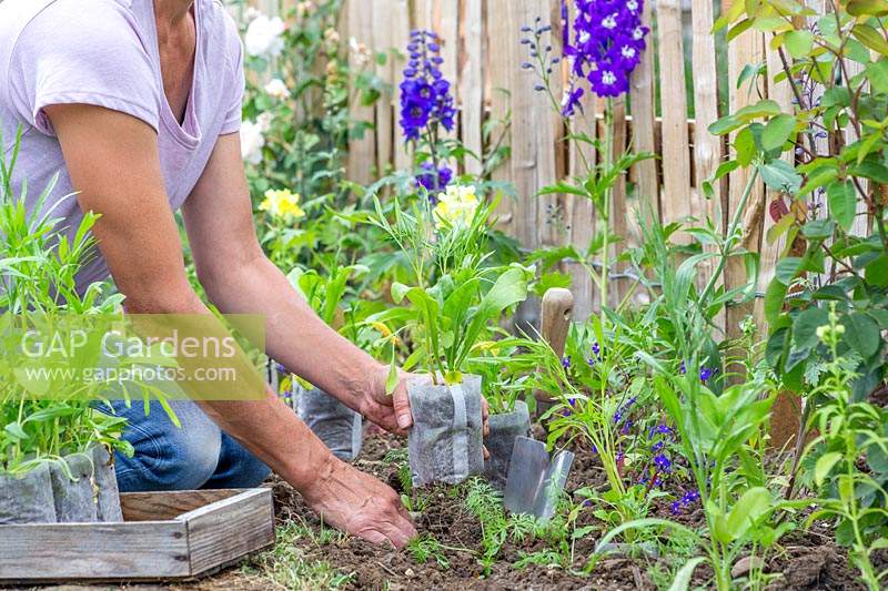 Woman placing bio degrable pots with wildflower seedlings ready for planting