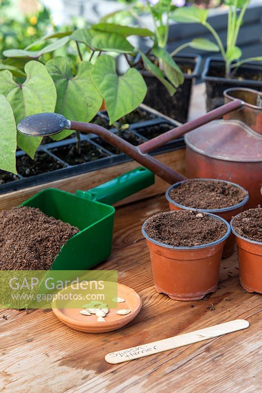 Material and tools ready for sowing Butternut squash 'Harrier' 