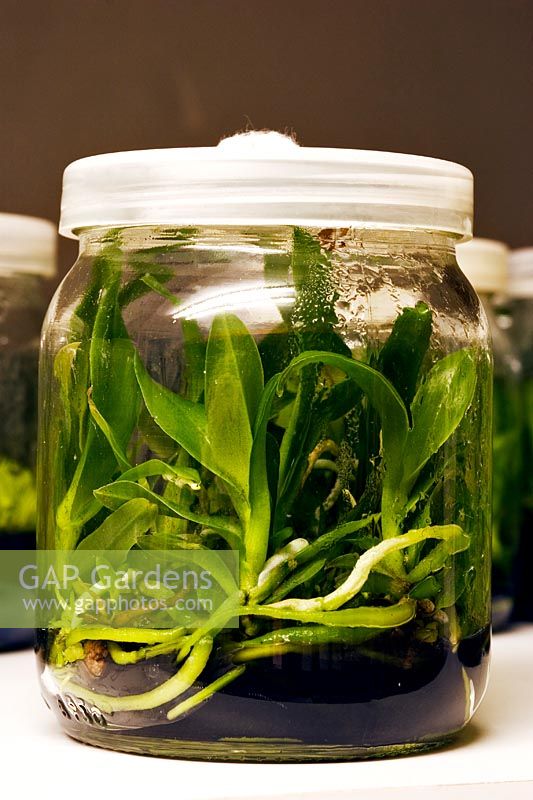 Germinated seed of Cattleya Quadricolor on a sterile bed of black agar 