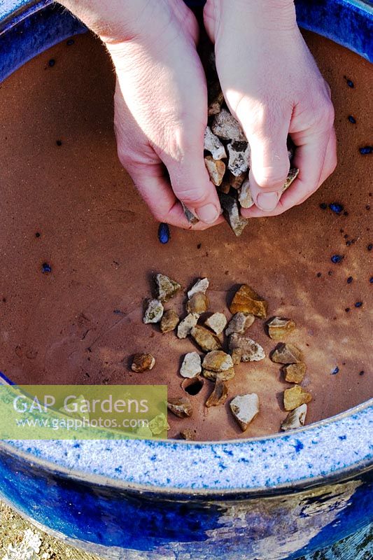 Adding stones to aid drainage in a glazed pot before planting a blueberry. 