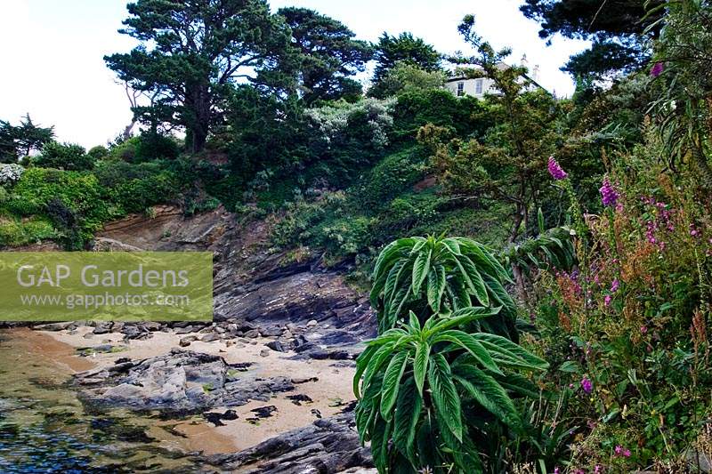 Beach at Headland Garden, Cornwall, with young Echium. 
