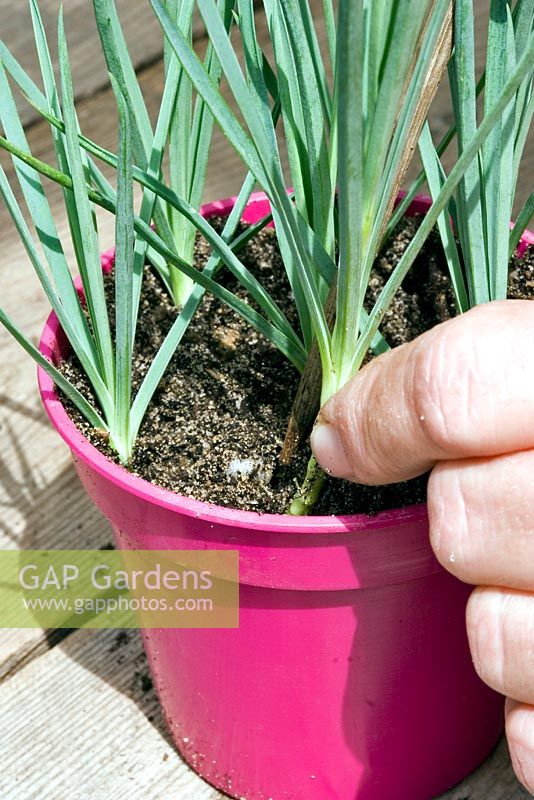 Propagation of Dianthus 'Laced Monarch' - Inserting cutting into a pot of cutting compost. 