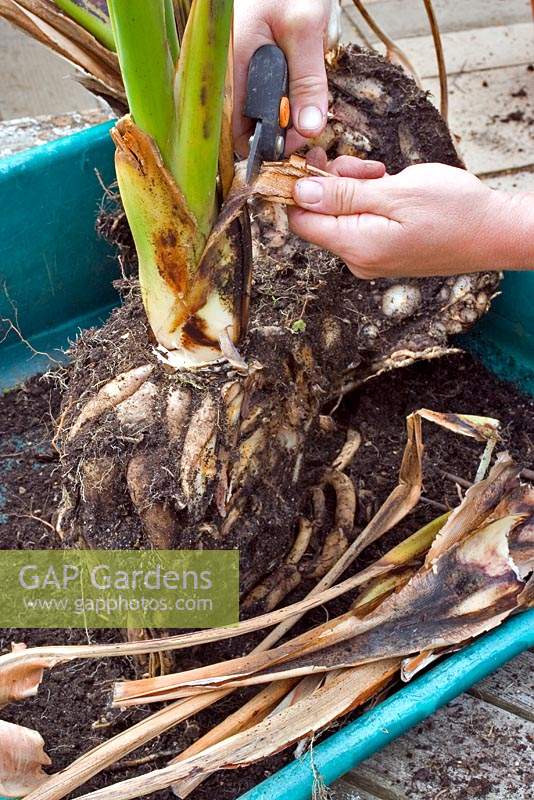 Removing old foliage from a Strelitzia plant - Bird of Paradise - prior to repotting