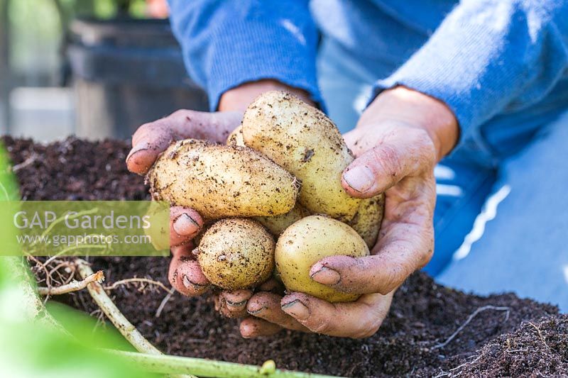 Woman holding handfuls of harvested Charlotte potatoes