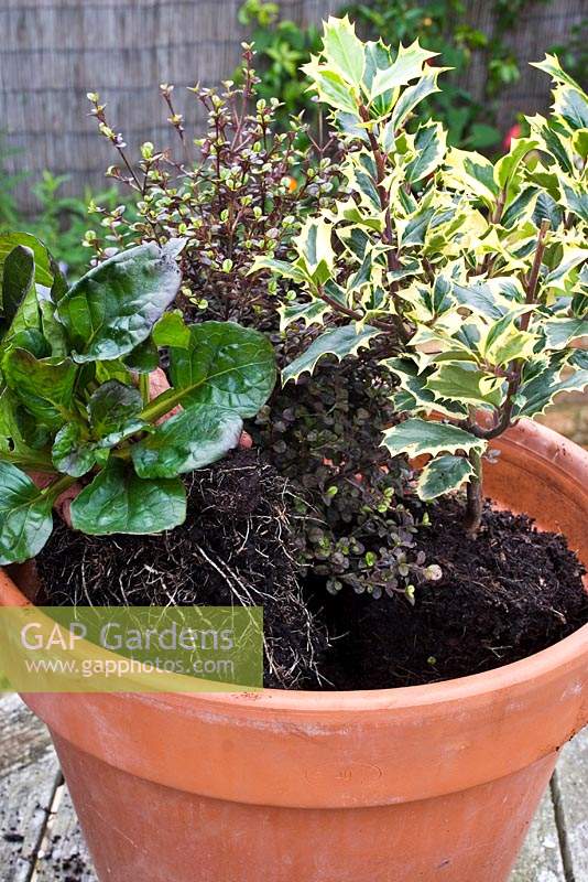 Terracotta pot planted with small evergreen shrubs and perennials, including Ajuga reptans 'Caitlin's Giant', Ilex aquifolium 'Madame Briot' and Lophomyrtus x ralphii 'Pixie'