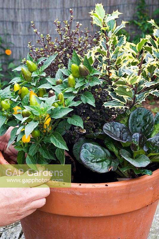 Person adding an ornamental Solanum - pepper to a winter container, with Ajuga reptans 'Caitlin's Giant', Ilex aquifolium 'Madame Briot' and Lophomyrtus x ralphii 'Pixie'