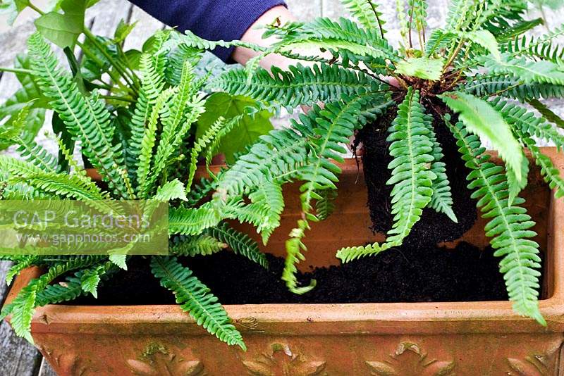 Person planting pair of Blechnum spicant - Hard fern - into a trough. 