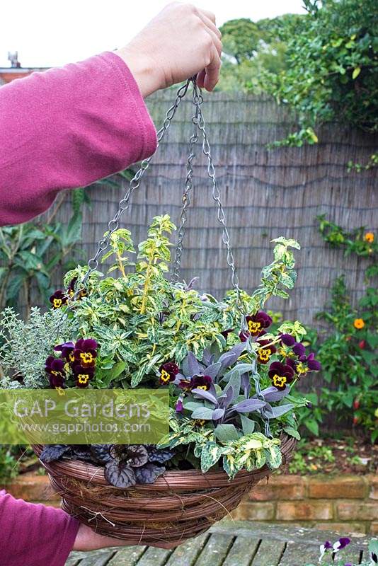 An autumn and winter interest hanging basket, with Salvia officinalis 'Tricolor', Euonymus fortunei 'Golden Harlequin', Thymus vulgaris 'Silver Posie' and Ajuga reptans 'Caitlin's Giant'. 