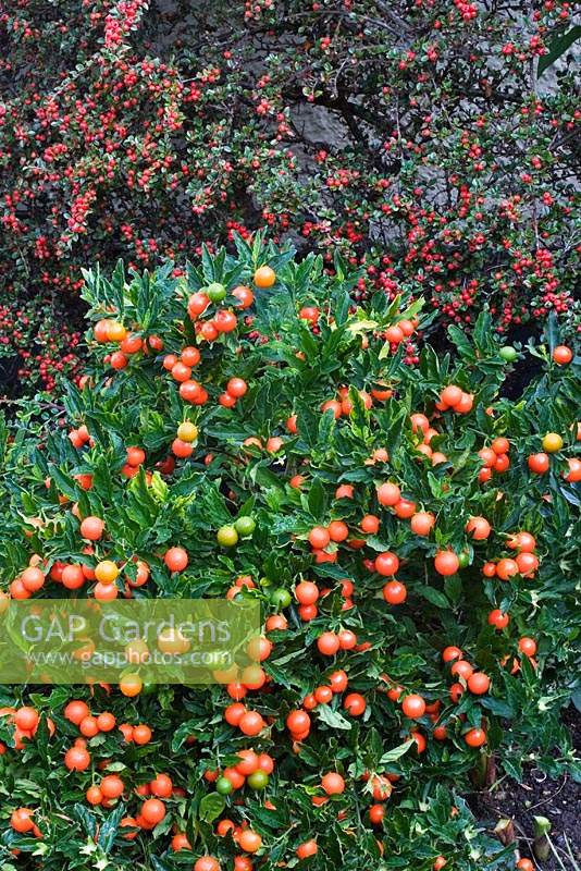 Solanum pseudocapsicum - Winter Cherry in front of trained Cotoneaster horizontalis - Wall Spray