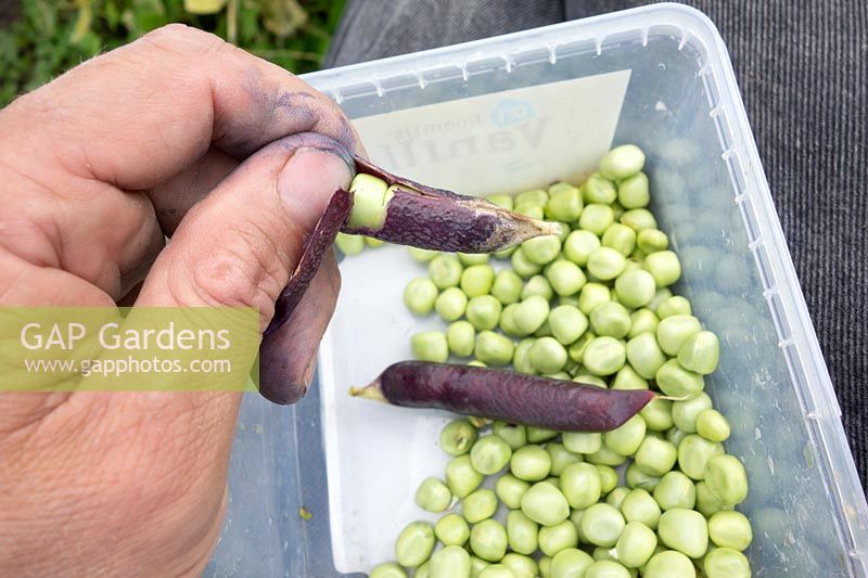 Person shelling peas - Pisum 'Ezetha's Blauwschok'
