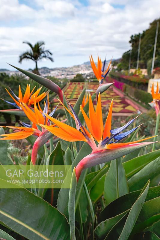 Strelitzia reginae - Bird of Paradise flower in Funchal, Madeira