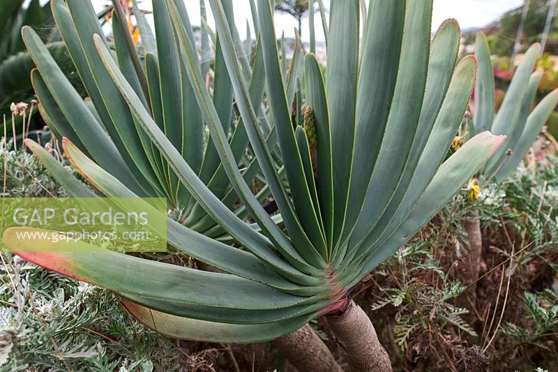 Kumara plicatilis - Aloe plicatilis