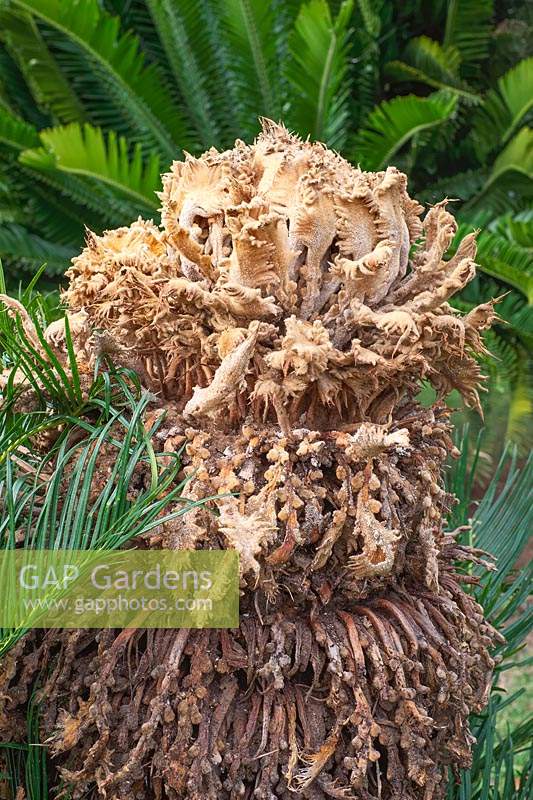 Cycas revoluta - Sago palm flower