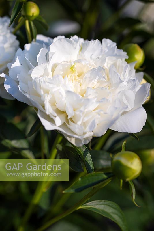 Paeonia lactiflora 'Duchesse de Nemours' AGM