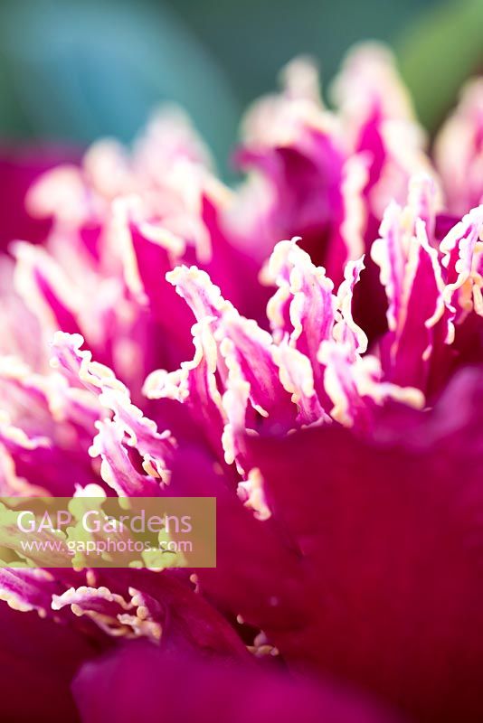 Paeonia lactiflora 'Charles Burgess'