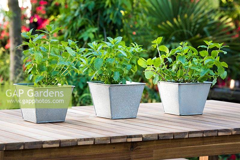 Herbs in zink pots on the tabe in outdoor kichen. B and Q Bursting Busy Lizzie Garden at RHS Hampton Court Palace Garden Festival Show 2018